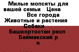 Милые мопсяты для вашей семьи › Цена ­ 20 000 - Все города Животные и растения » Собаки   . Башкортостан респ.,Баймакский р-н